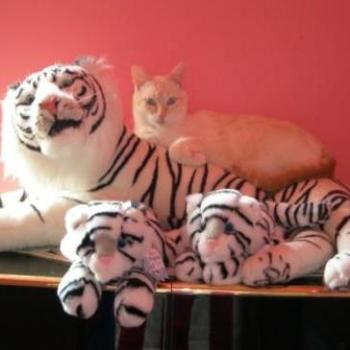 <b>My cat Alex and the Tiger</b>