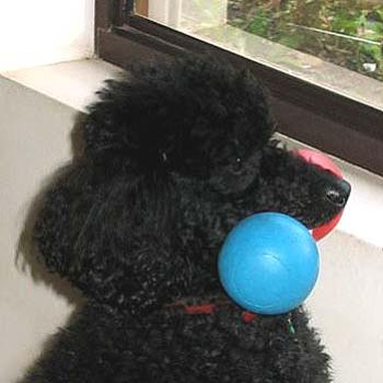 <b>Jasper Poodle</b>