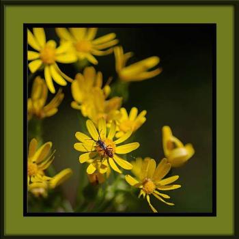 <b>One of the many wonderful little wild flowers found in Everglades National Park. </b>