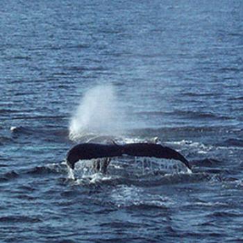 <b>Humpback whale tail</b>