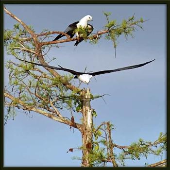 <b>Everglades National Park is the largest subtropical wilderness in the United States. It has been designated an International Biosphere Reserve, a World Heritage Site, and a Wetland of International Importance. This pair of swallow-tailed kites nest in the area. </b>