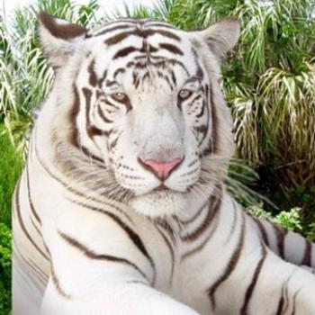 <b>White tiger!</b>