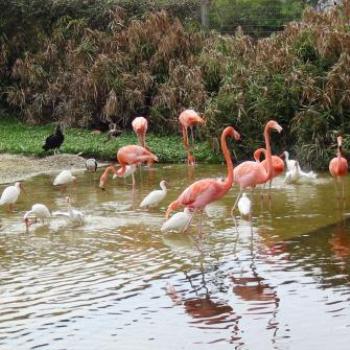 Flamingos