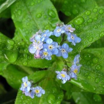 <b>Forget-me-Not</b>