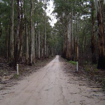 Stringybark Creek