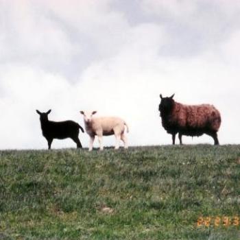 Sheep, Netherlands