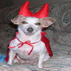 Our dog Squirmy-in costume