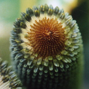 banksia