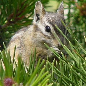 <b>I took this picture in Yellowstone National Park, USA. As of yesterday, I am addicted to your site!</b>