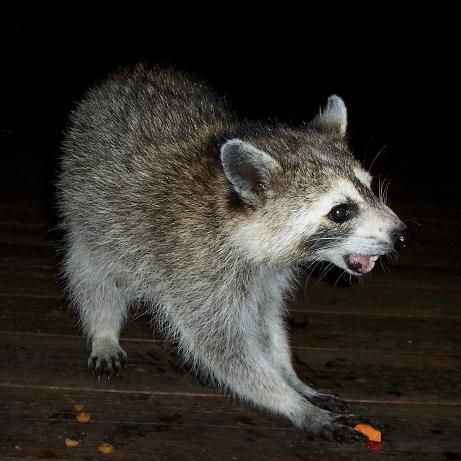 <b>Mother Raccoon</b>