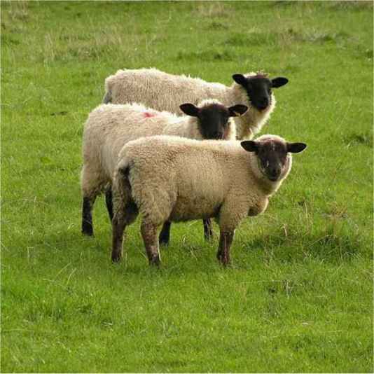 <b>Scottish sheep</b>