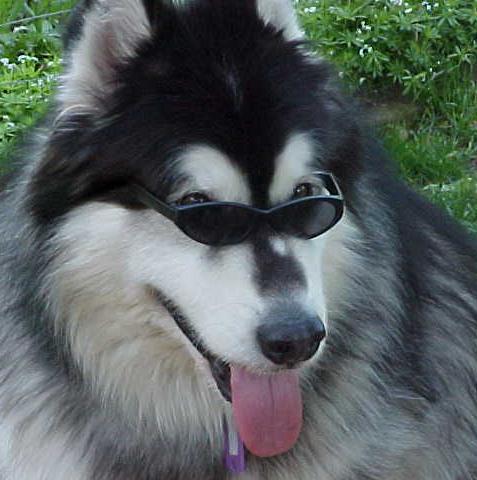 <b>My Dog Bailey, an Alaskan Malamute</b>