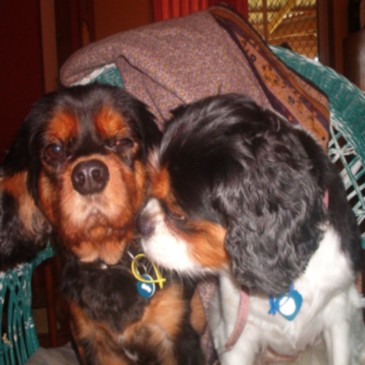 <b>Colby & Chelsea - Cavalier King Charles Spaniels (Colby is thinking - "my sister is always such a smoocher!")</b>