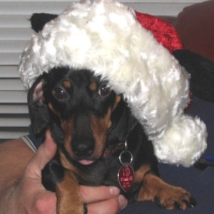 Here is our doxie at Christmas...