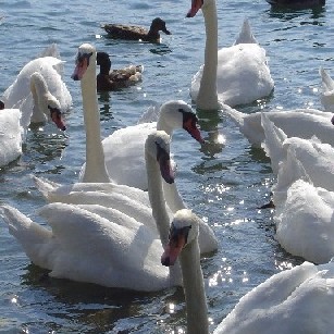 Swans