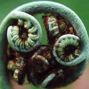 fern opening