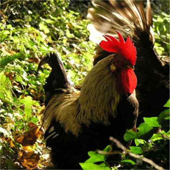 rooster, Ireland