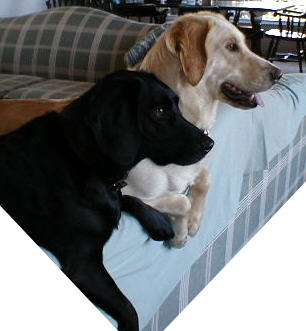 <b>Dolly and Kramer from Corning NY</b>