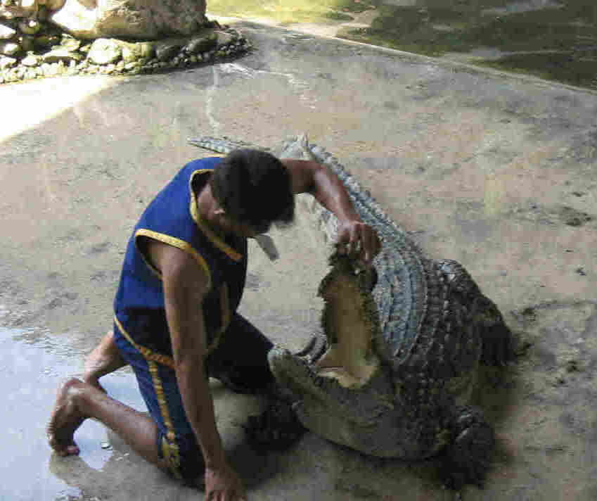 <b>I'll have a crocodile sandwich and make it snappy</b>