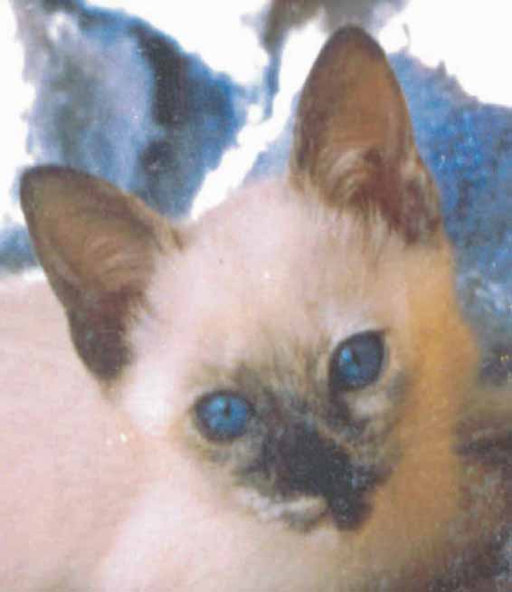 <b>siamese kitten</b>