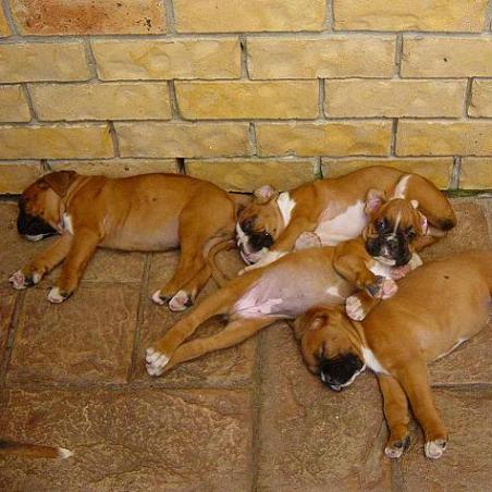 <b>Boxer siesta...</b>