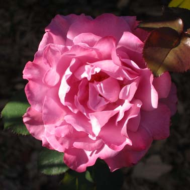 <b>Taken in my rose garden in Valrico, Florida</b>