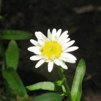 <b>Daisy</b>