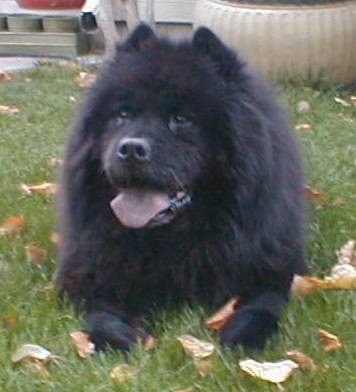 <b>Seems folks prefer dog pics, so here's a happy Chow Chow to add to the scenery :)</b>