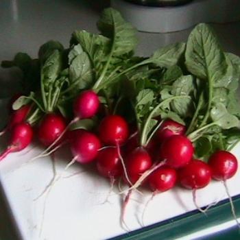 <b>Garden Radishes </b>