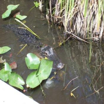 <b>Taken in Everglades, 6/2004</b>