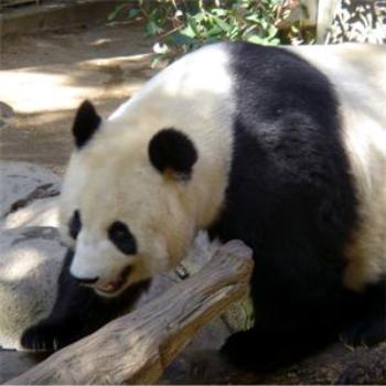 <b>Mama Panda</b>