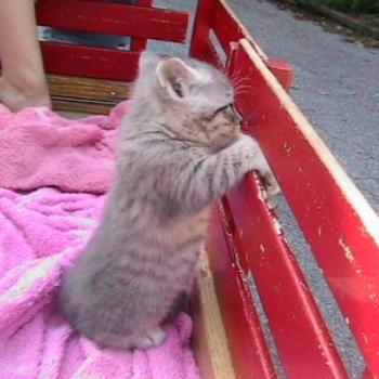 Kitty going for a wagon ride