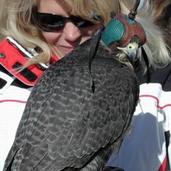 <b>Birds of Prey Competition in Utah, USA</b>