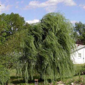 Wind in the willow, NJ, USA