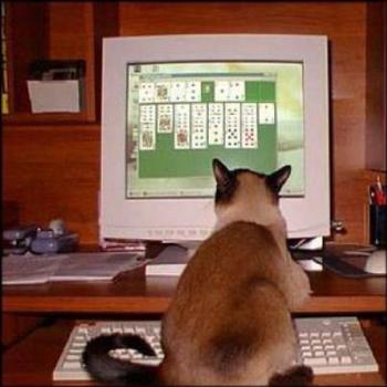 <b>It's not just for you humans - us felines can play too...</b>