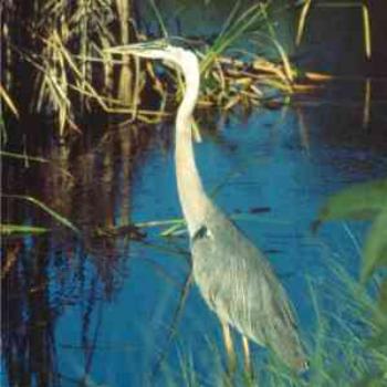 <b>Great Blue Heron, Florida</b>