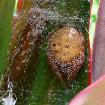 Pretty spider found in my backyard Miami, Fl 