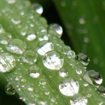 morning dew on a blade of grass