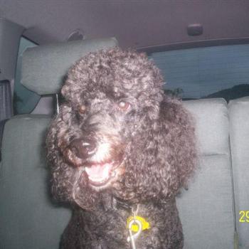 <b>Dooley the famous French Fighting Poodle</b>