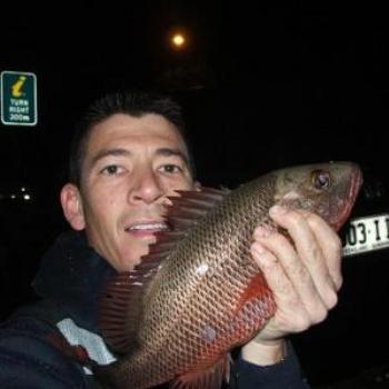 Caught on soft plastics - Noosa Qld