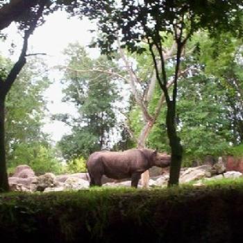 <b>Rhino at Disney's Animal Kingdom Park</b>