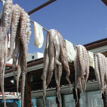 Drying octopussies for dinner in Greece