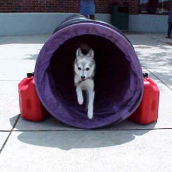 <b>Kassi my Alaskan Klee Kai in agility tunnel</b>