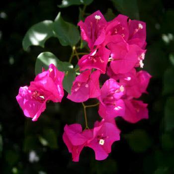 <b>Pretty Bougainvillea</b>