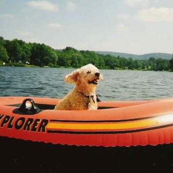 <b>Our dog, Peaches, on the lake!</b>