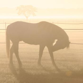 Taken early one morning in Katy Texas