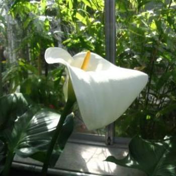 <b>white calla lily</b>