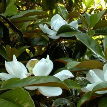 magnolias