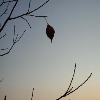 Last Leaf