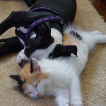 <b>Kitten and puppy</b>